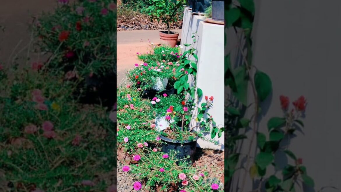 Garden supplies 🍃💫✨ #music #entertainment
