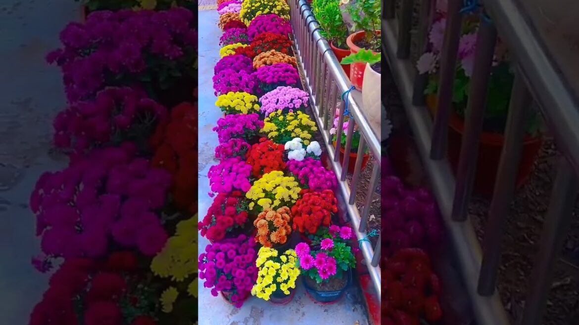 Gardening Hacks For a Beautiful Yard 🏡🪴 #homedecor #gardening #diy #satisfying #asmr #yard #cozyhome