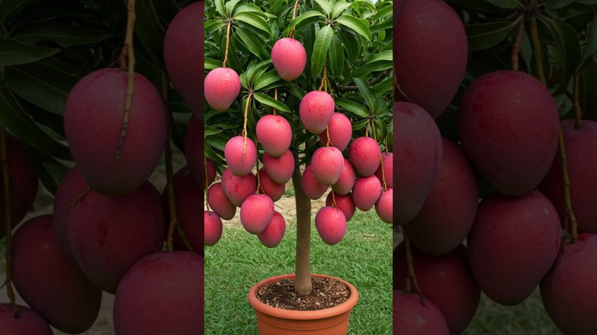 🥭Mango Magic: A Step-by-Step Guide to Growing Your Own Tree