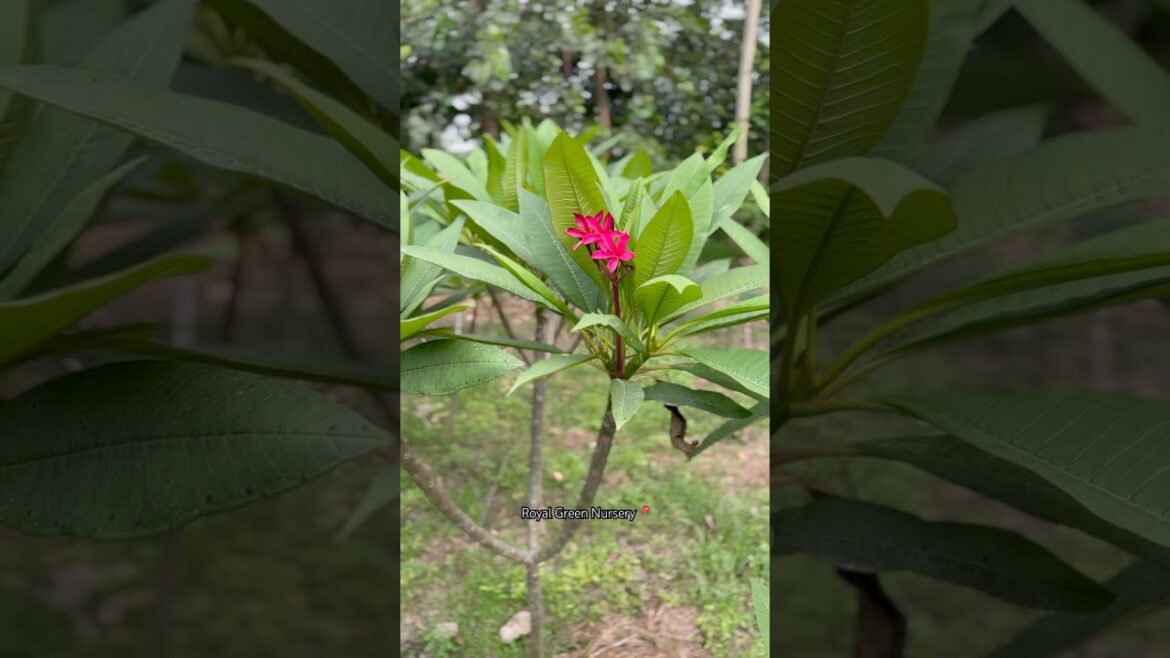 (Pink plumeria alba)🌸 available /​⁠@Rgnursery / Service all india #plants #nursery #supply #india
