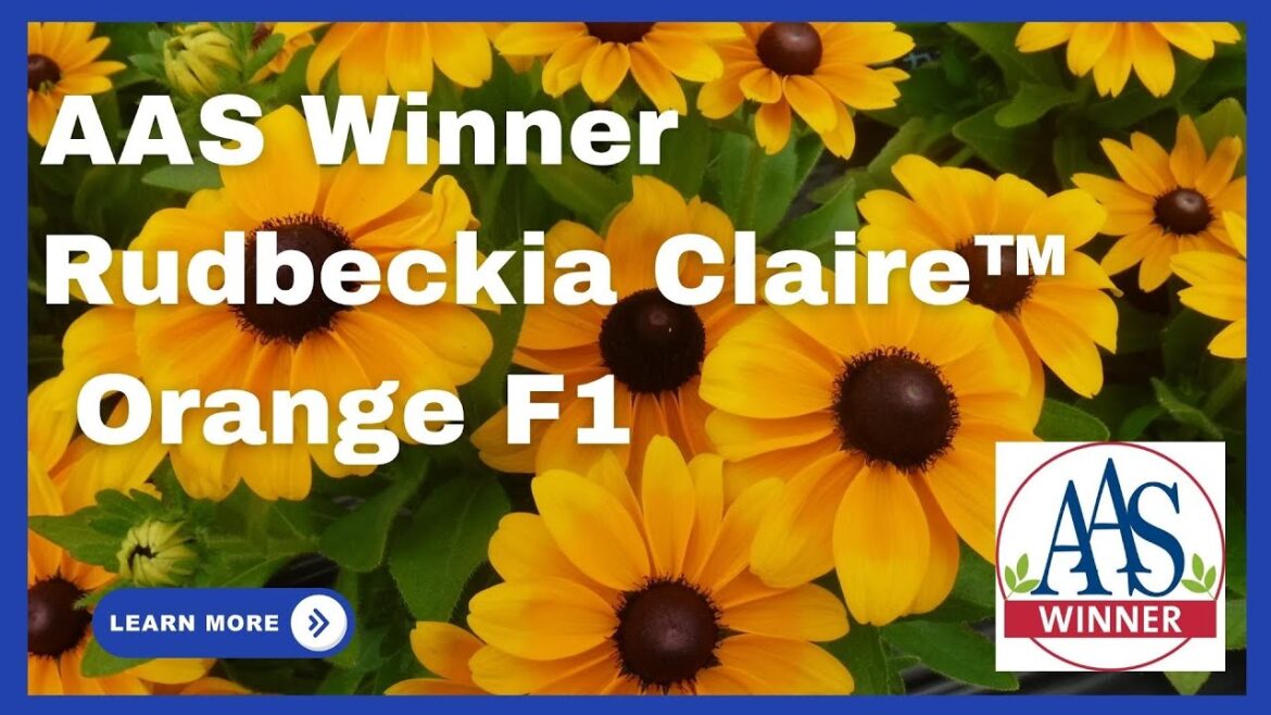 Discover the Stunning Rudbeckia 'Claire Orange F1' – AAS Winner! 🏆