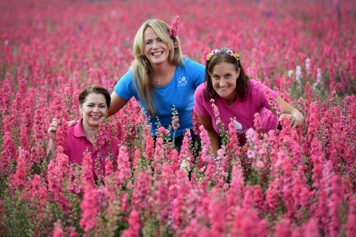 ‘Don’t miss this amazing view!’ Stunning Shropshire Petal Fields to open later this week Gearing up for the opening of the spectacular Shropshire Petal Fields are Clare Wells, Alannah Evitts and Beth Heath