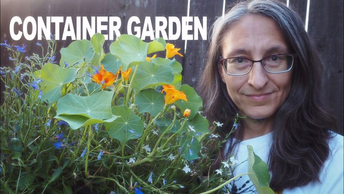 Container Gardening – What I have growing in containers Container Gardening - What I have growing in containers