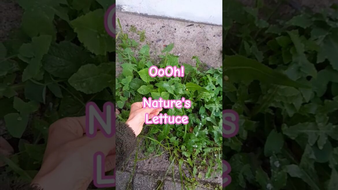 Dandelion.. Weeds or Nature's Lettuce? #ediblegardening #gardening #healthyfood #shorts #vlog