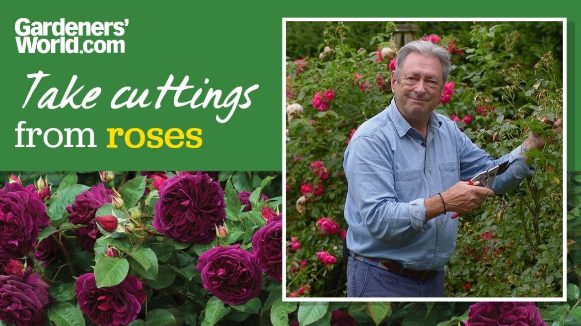 Grow roses from cuttings for free rose plants | Alan Titchmarsh Grow roses from cuttings for free rose plants | Alan Titchmarsh