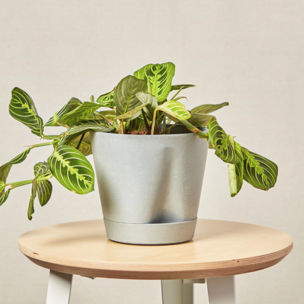 Neon Prayer Plant