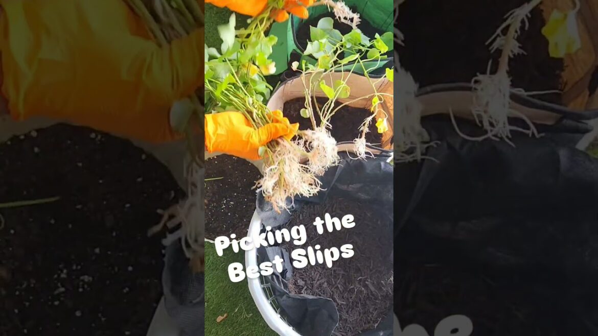 Sweet Potato Planting Hack You’ll Want to Try 👀🍠🪴