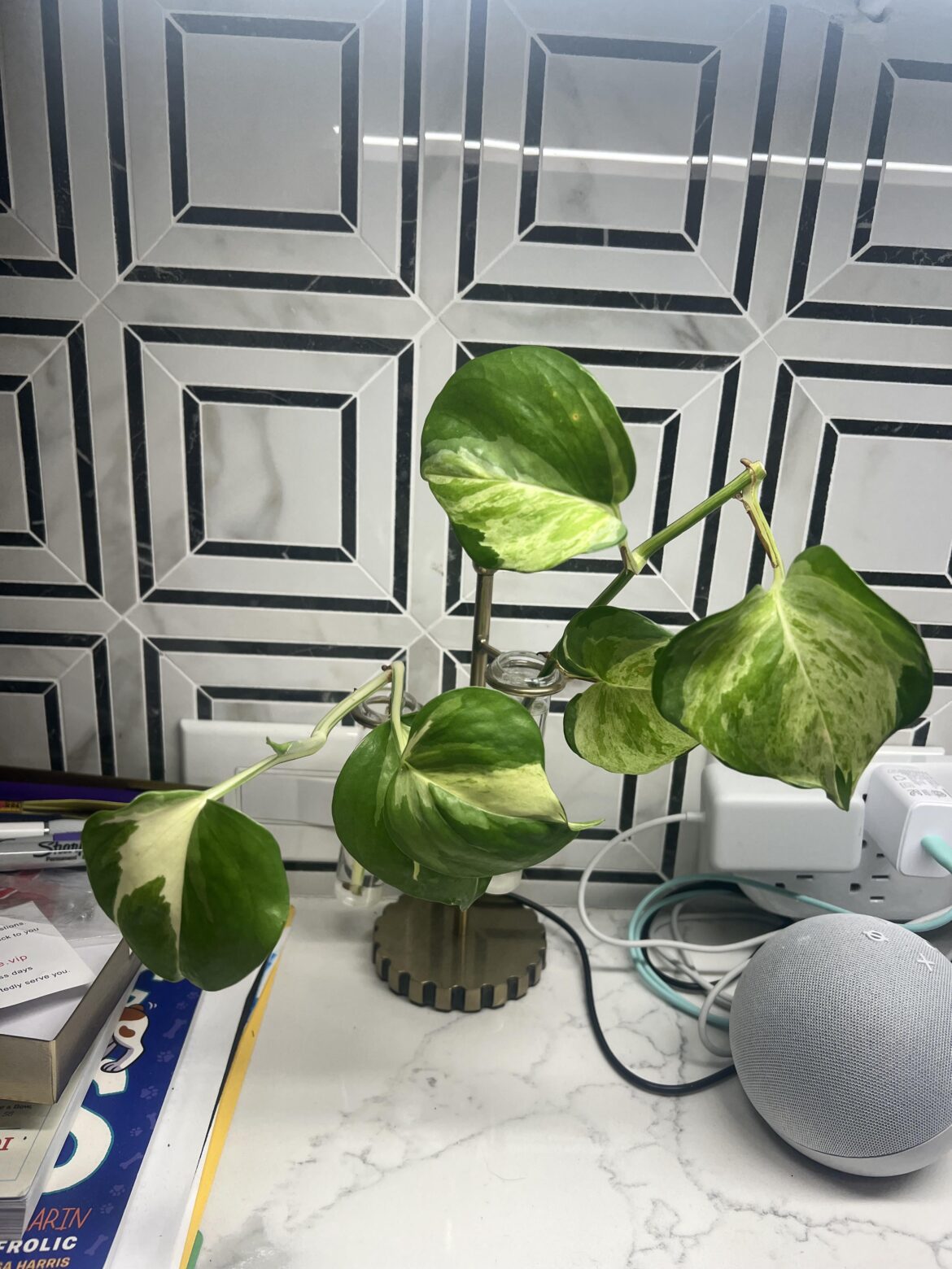 What kind of pothos is this?