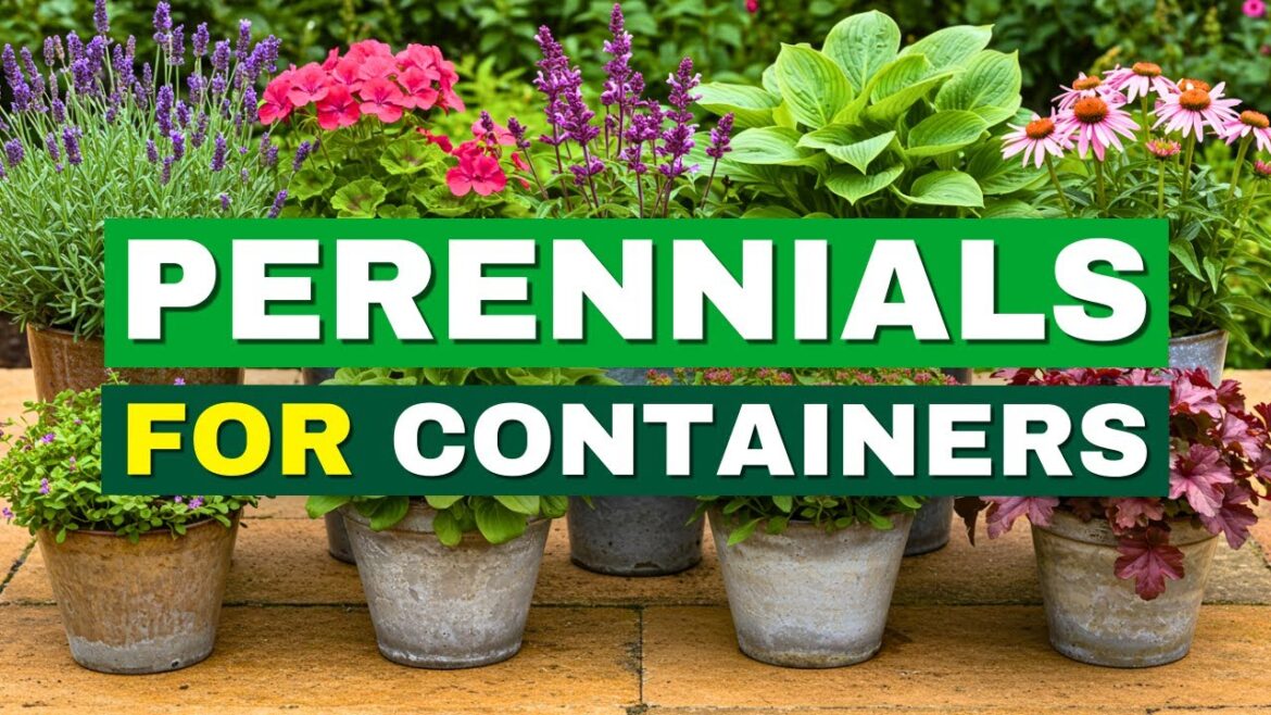 ๐ Top 7 Easiest Perennials for Container Gardening | Low Effort, Big Impact! ๐ Top 7 Easiest Perennials for Container Gardening | Low Effort, Big Impact!