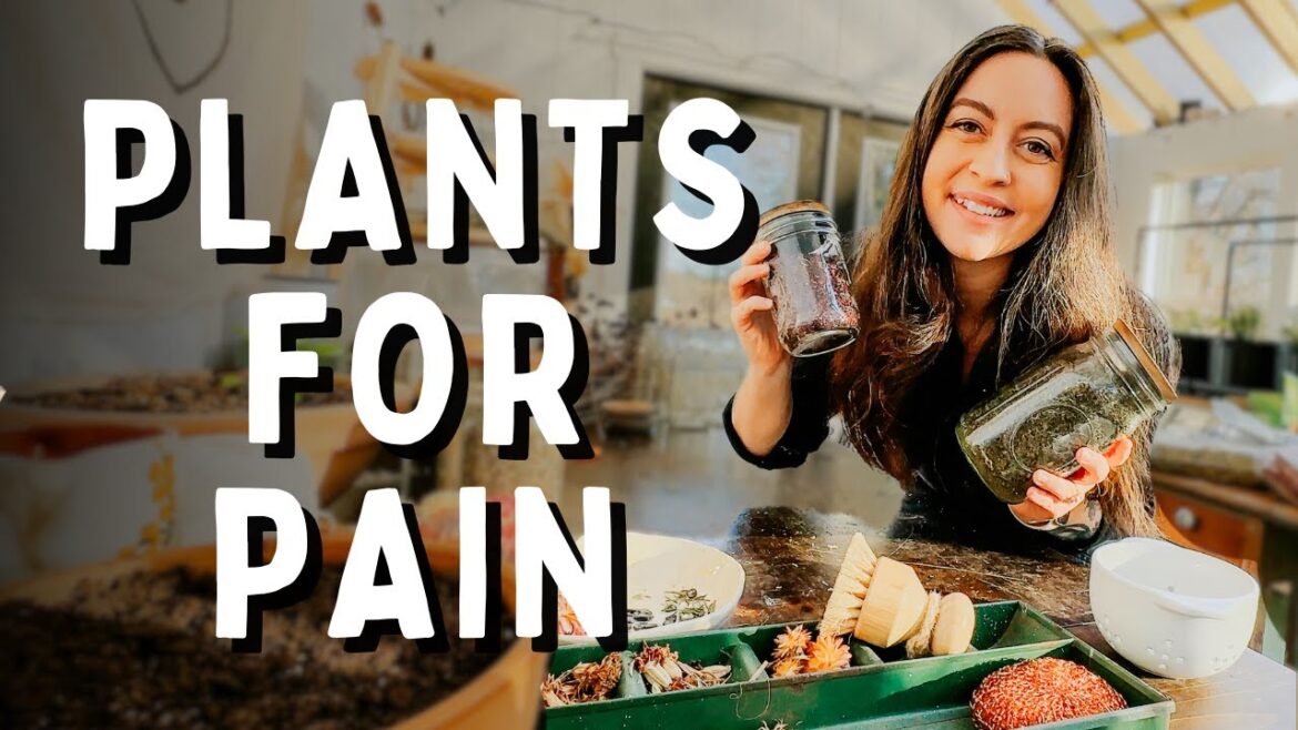 I Bought 10 Medicinal Herbs For Chronic Pain I Bought 10 Medicinal Herbs For Chronic Pain