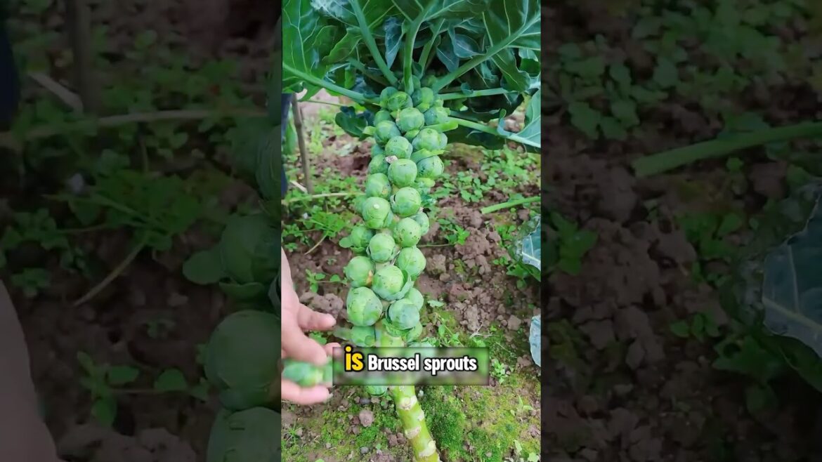 How Many Of These Strange Veggies Do You Know? #vegetable #harvest #youtubeshortsviral