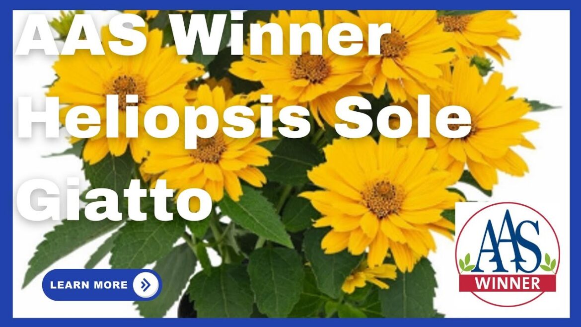AAS Winner Heliopsis ‘Sole Giatto’ 🌟 Bold Color & Pollinator Power! 🐝