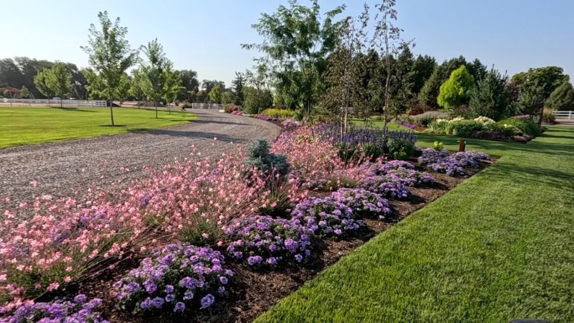 Garden Answer: Planting Sun-Loving Perennials & Cutting Back a Big Bed of Columbine! 🌸☀️✂️ Planting Sun-Loving Perennials & Cutting Back a Big Bed of Columbine! 🌸☀️✂️