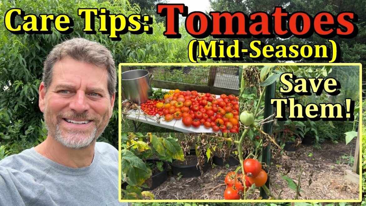 Mid Summer Tomato Care Tips - Save Your Tomato Plants (Diseases, Heat, Fertilizing)