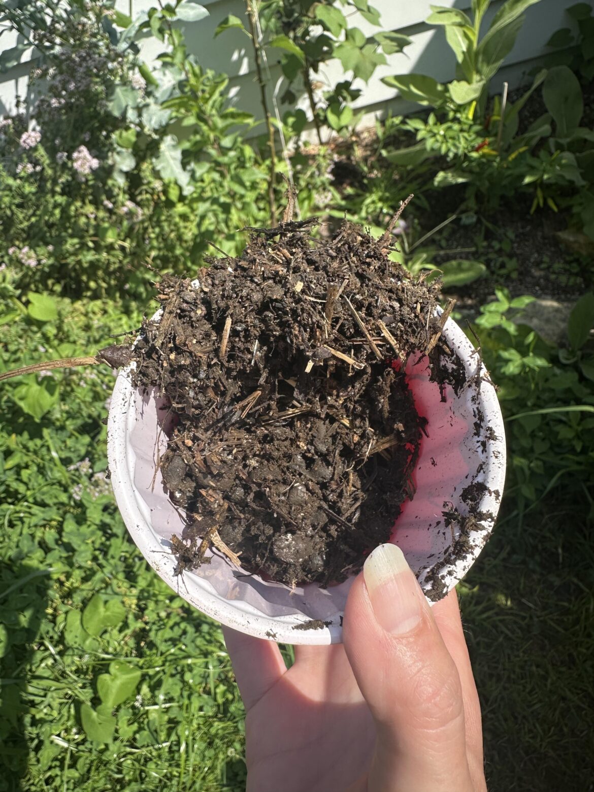 I was so lucky to come across a local chicken restaurant with free alpaca manure for gardens and omg this alpaca poop is sexy