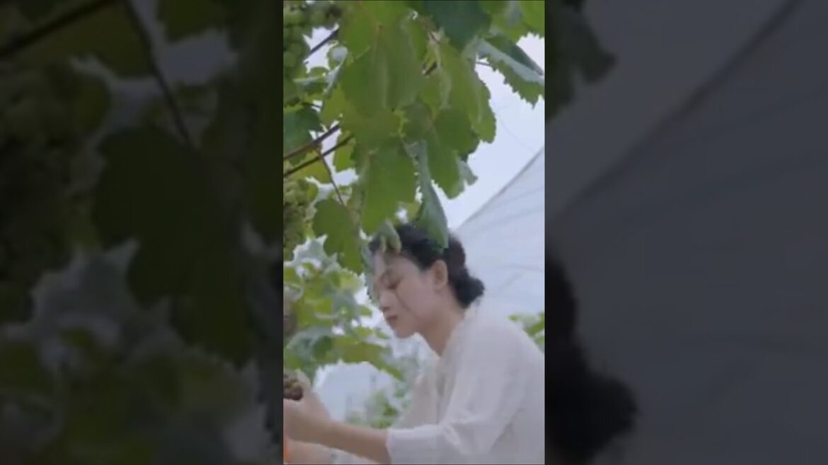 grapes 🍇 forming garden supplies #arrahman #song #love #music #food