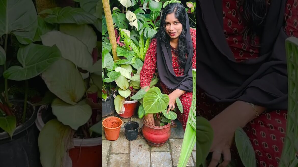 #elchocored #8921939101 #gardendesign #garden #home