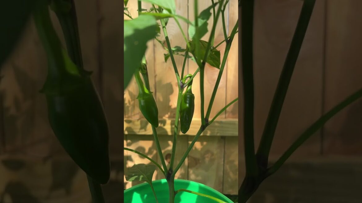 Little garden 🍅🌶️ #garden #vegetablegardening #sahm #roadto500