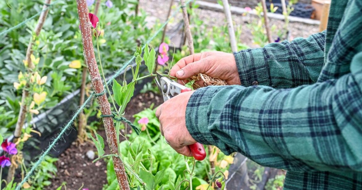 Gardeners urged to crush up medicine and feed to plants showing these key signs Ipso logo