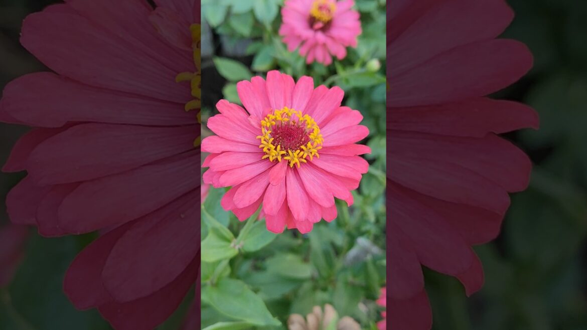 SUMMER FLOWER ZINNIA!!!#flowers#garden #gardenplants #viralvideo