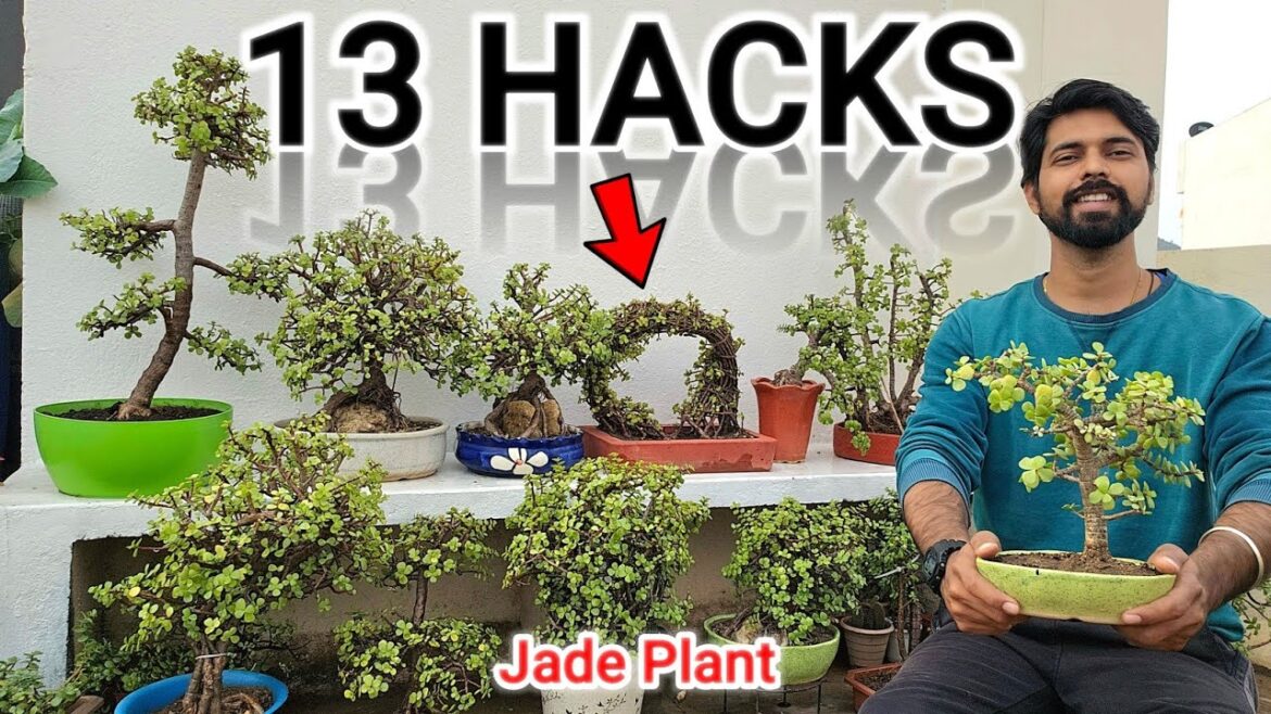 13 Gardening Hacks for JADE PLANT | Jade Plant Bonsai & care 13 Gardening Hacks for JADE PLANT | Jade Plant Bonsai & care