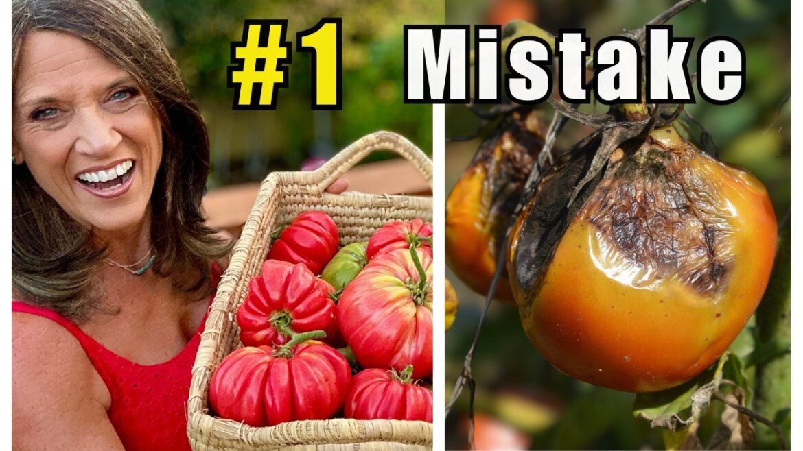 CaliKim: Why Your Tomatoes Struggle in July —and How to Fix It Fast Why Your Tomatoes Struggle in July —and How to Fix It Fast