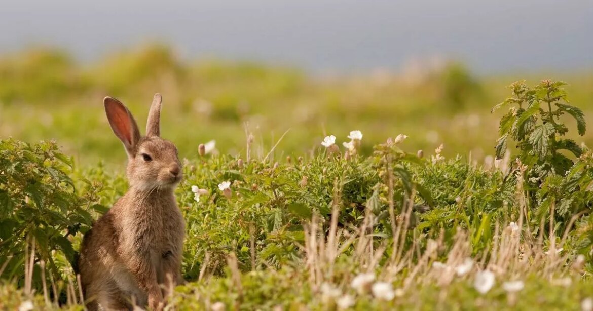 Gardeners urged to do one simple job this month to save hidden animals Ipso logo