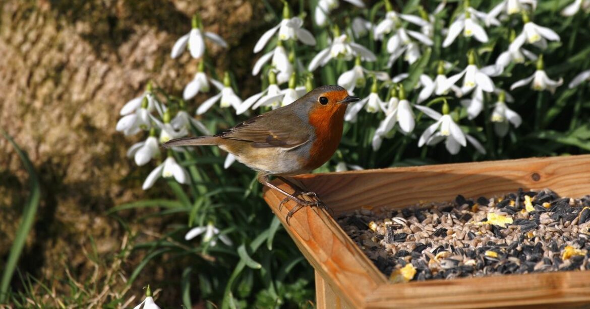 Gardeners urged to put out two foods that will help robins thrive this autumn Ipso logo