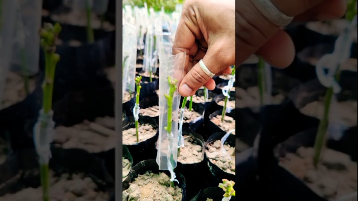 Unlock Fast Growth in Mango Trees with Stone Grafting #shorts