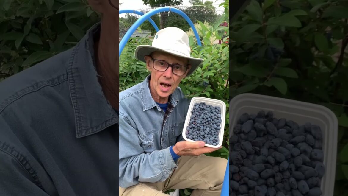 BERRY HARVEST! Why Every Gardener Should Grow Haskaps BERRY HARVEST! Why Every Gardener Should Grow Haskaps