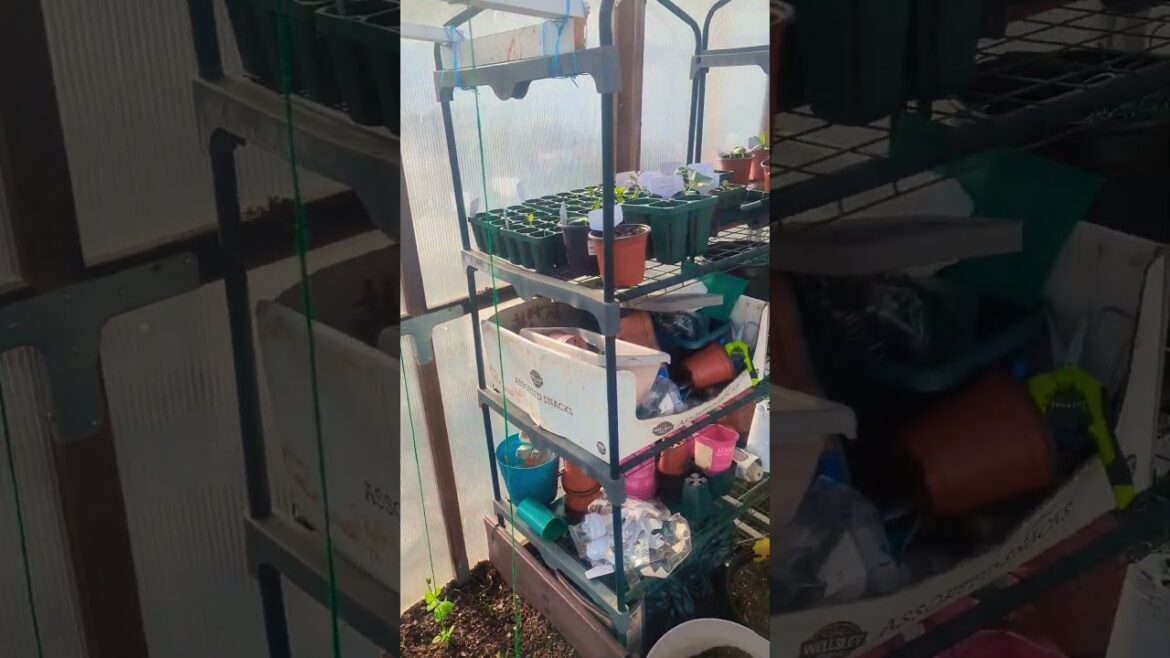 GreenTGarden Greenhouse | Quick Look For Spring | #springgarden #newyork #greentgarden GreenTGarden Greenhouse | Quick Look For Spring | #springgarden #newyork #greentgarden