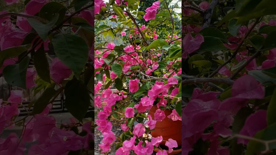 Garden trends #johngeo