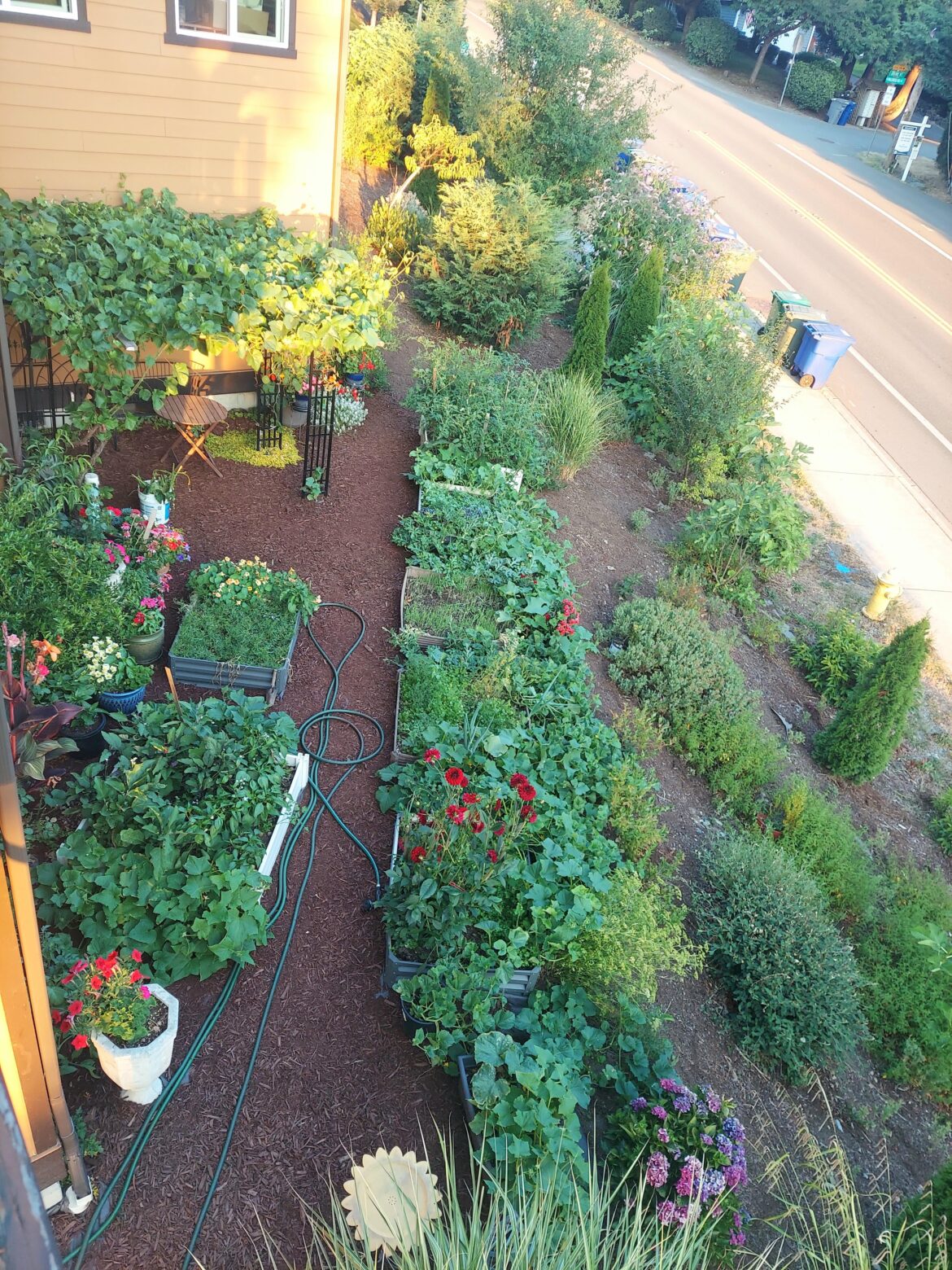 Gardens growing well this summer