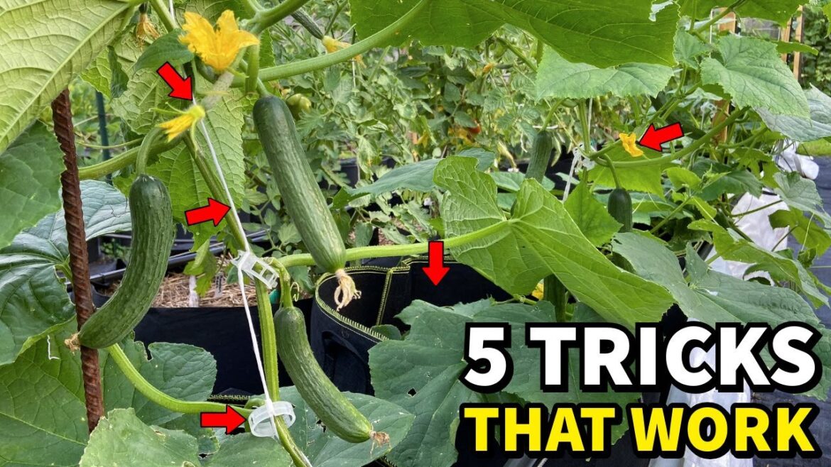 Do This NOW And Your Cucumbers Will NEVER STOP Producing!