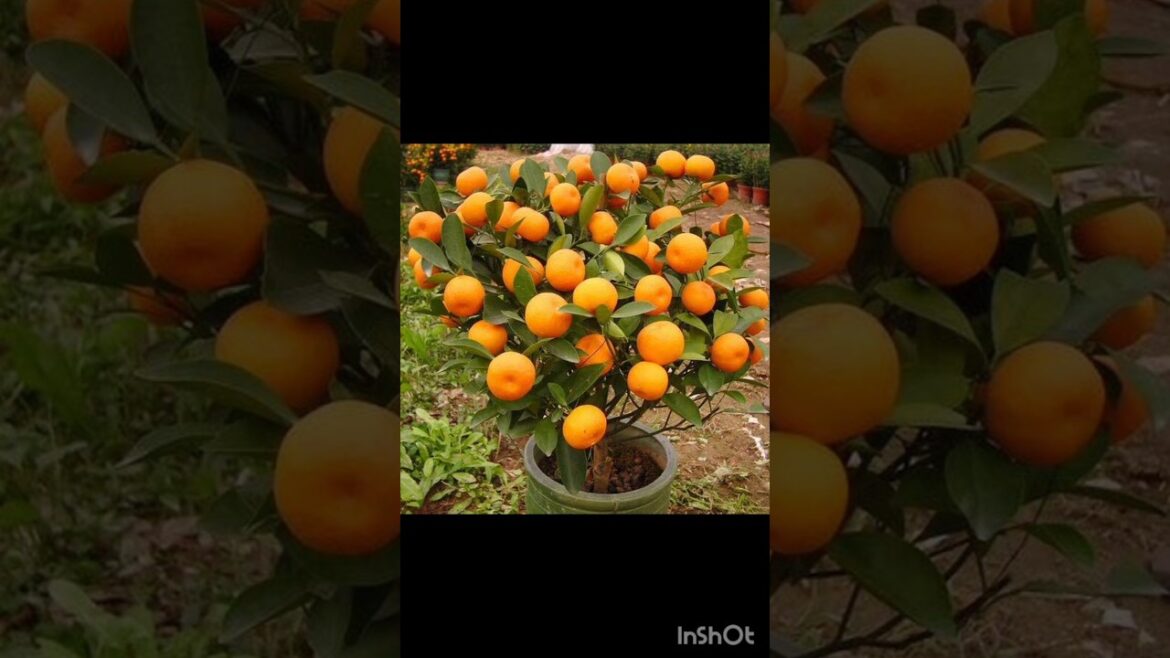 easy and fast method to propagate and grow lemon trees #garden #shorts easy and fast method to propagate and grow lemon trees #garden #shorts
