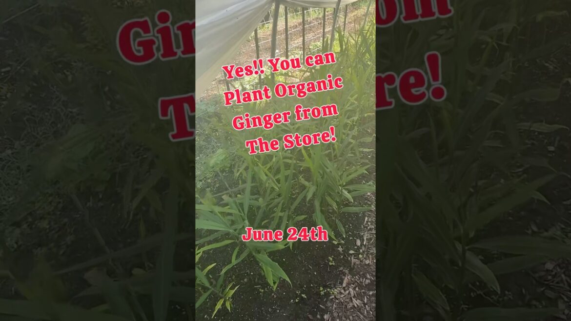 Growing Ginger can be Easy!! #regenerativeagriculture #ginger #garden #gardentips Growing Ginger can be Easy!! #regenerativeagriculture #ginger #garden #gardentips
