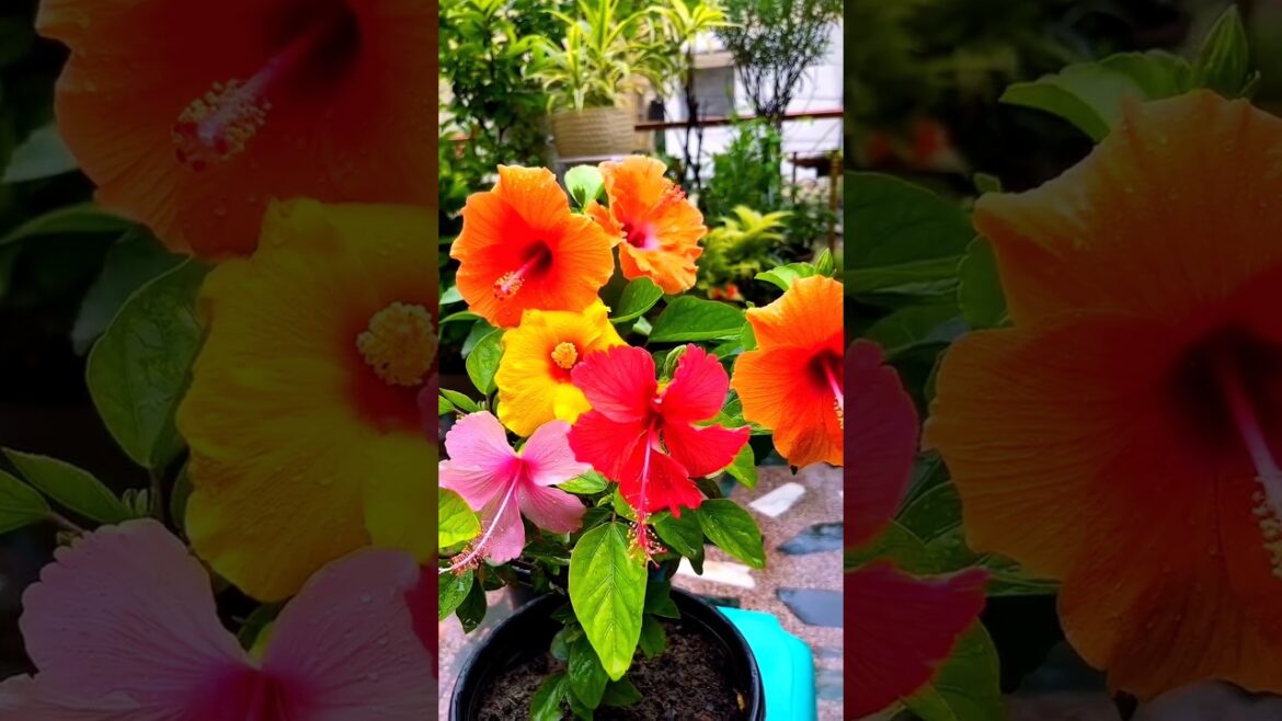 Hibiscus Grafting At Home | How To Grafting Hibiscus #shorts #shortvideo #garden #gardening Hibiscus Grafting At Home | How To Grafting Hibiscus #shorts #shortvideo #garden #gardening