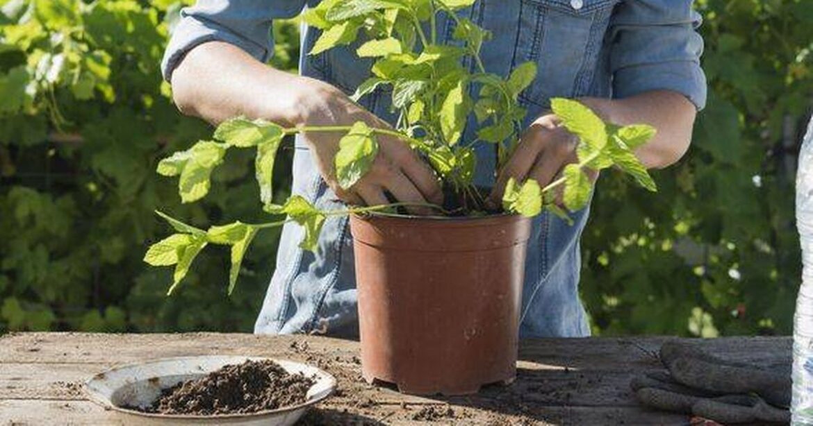 Rats will ‘sprint from your garden’ after smelling plant ‘they hate’ Ipso logo