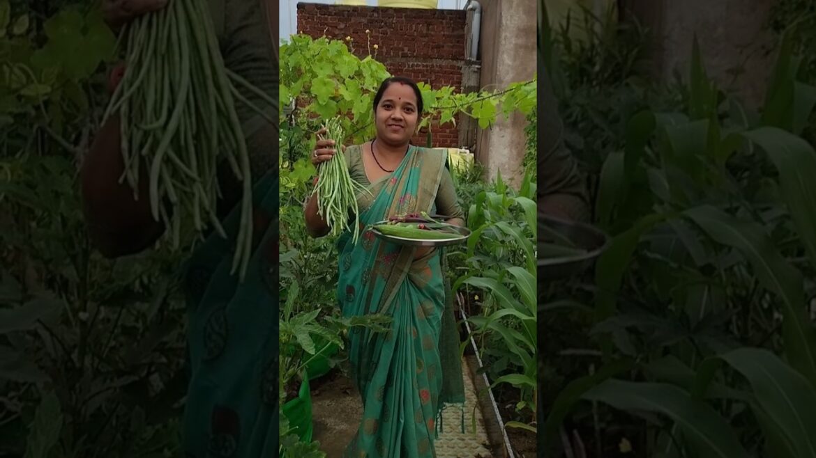 छत पर बनी बगिया से आज तो कमाल हो गया😲🤔 #vegetableharvesting #viralvideo #gardening #shortvideo