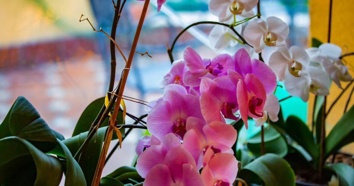 Orchids will flower beautifully if you stick 1 cupboard item into their pot Ipso logo