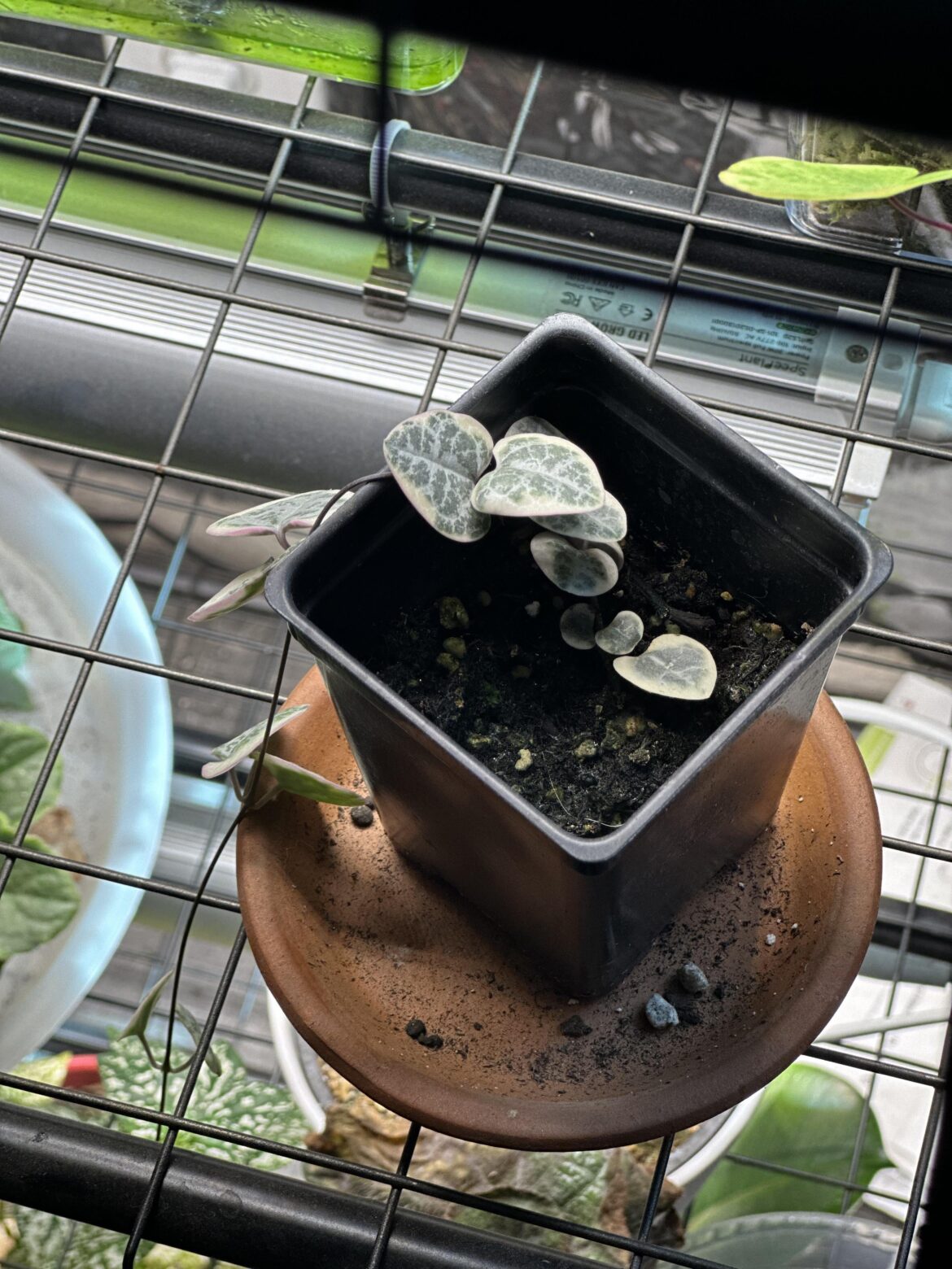How do I get her to spread? Do I have to chop?