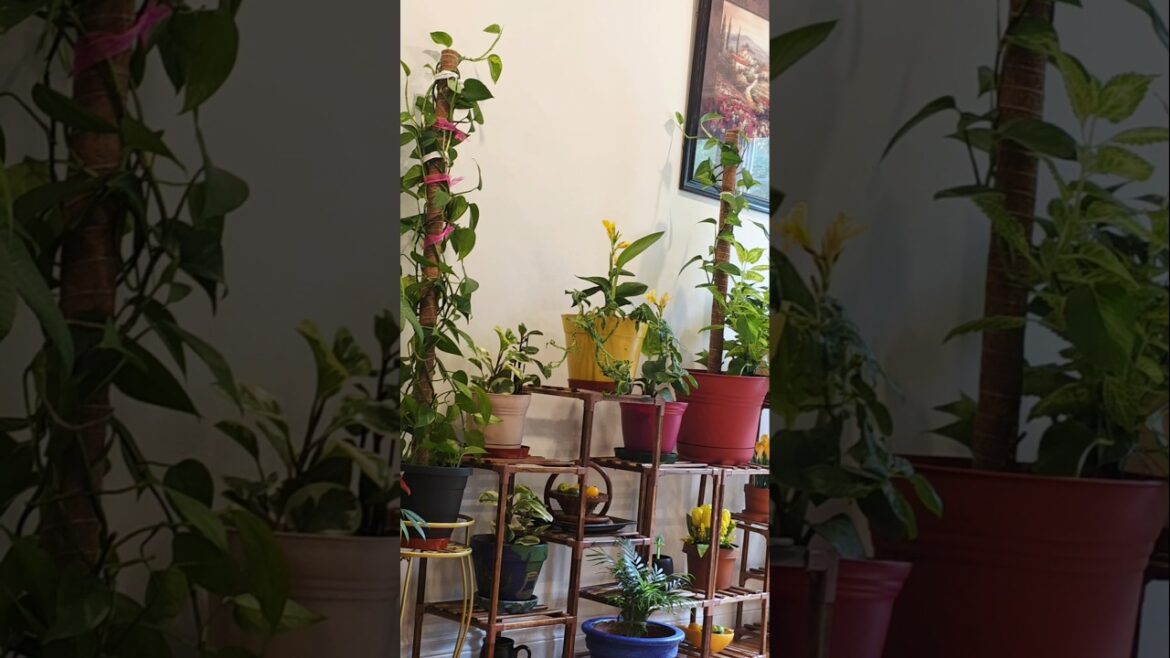 Easy Indoors Growing Plans #hindisong #recipespunjabi #kitchengarden #plants #luckymoneyplant #basil Easy Indoors Growing Plans #hindisong #recipespunjabi #kitchengarden #plants #luckymoneyplant #basil