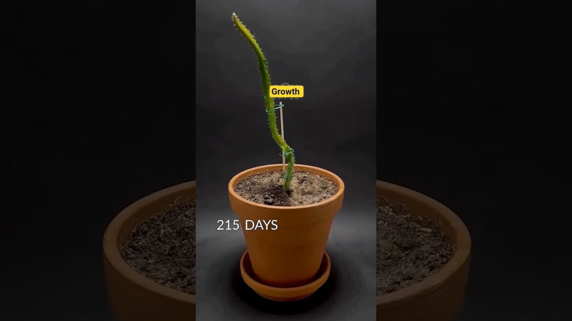 how to grow plants #plants #plant #vegetables #shorts #viralshort