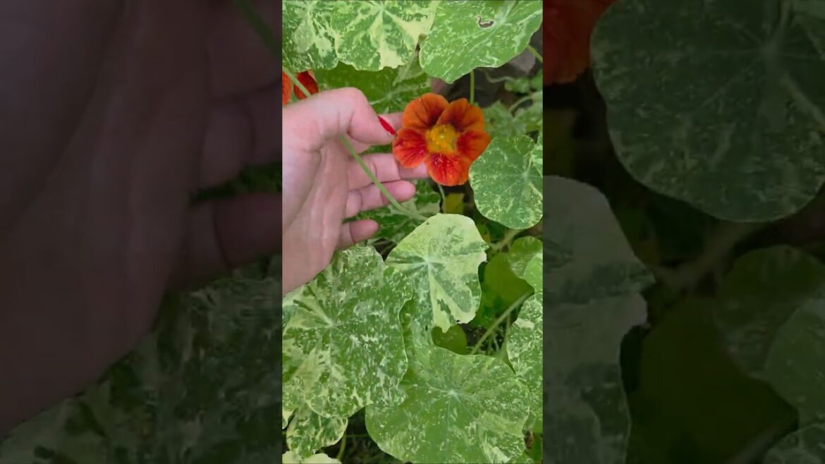 EDIBLE GARDEN PLANT #food #gardening #edibleflowers #ediblegardening #salads #ingredients #foodies