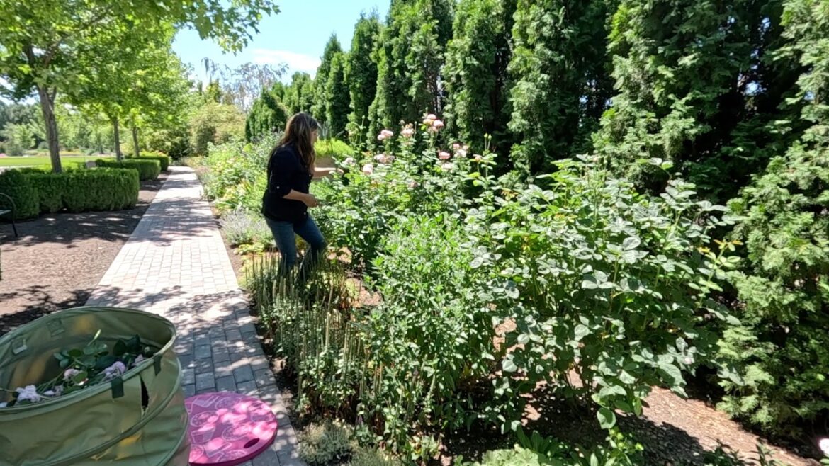 Garden Answer: Perennial Haul Planting & Mid-Summer Flower Bed Maintenance! 🌿🙌☀️ // Garden Answer Perennial Haul Planting & Mid-Summer Flower Bed Maintenance! 🌿🙌☀️ // Garden Answer