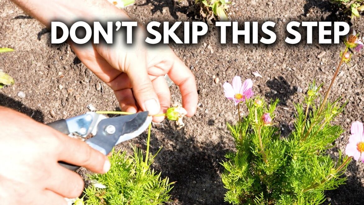 Two MUST DO Things If You are Growing Flowers For Larger Blooms