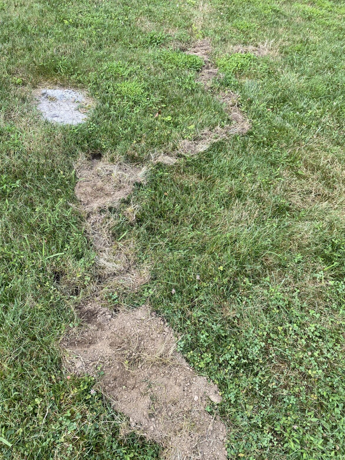 What animal caused this?