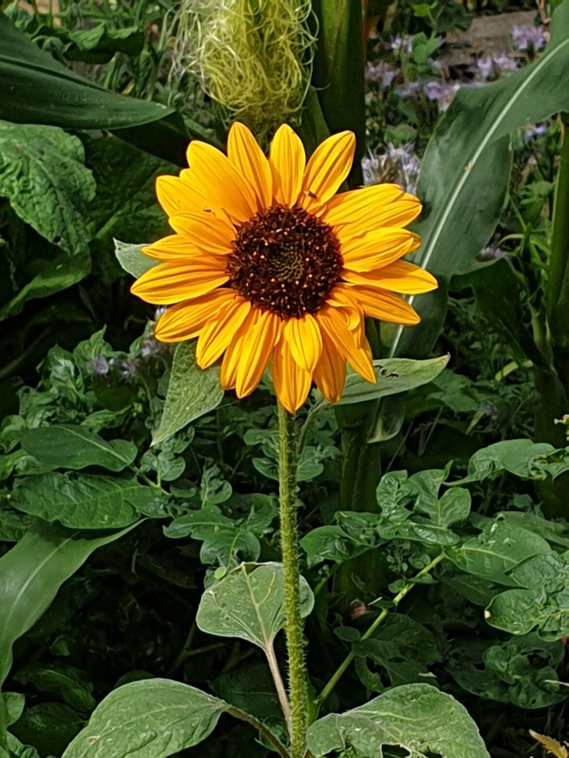 Helianthus 'Sonja' - Sweet mini sunflowers