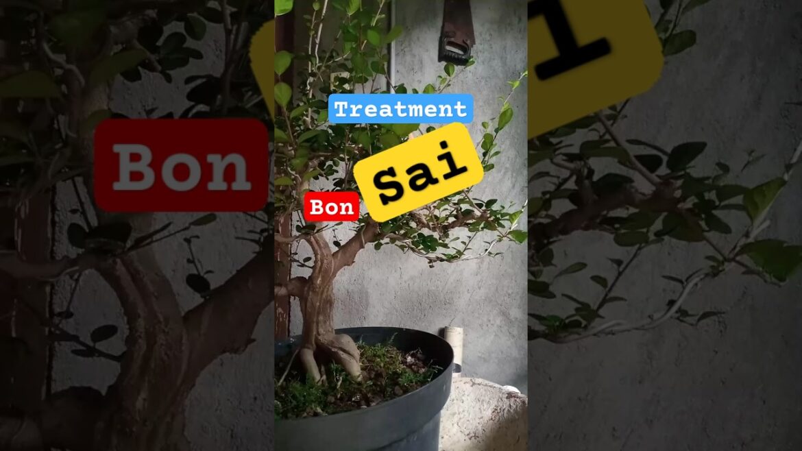 tips n solution #bonsai #kereaktipchannel #inspirasibonsai #caraperawatanbonsai