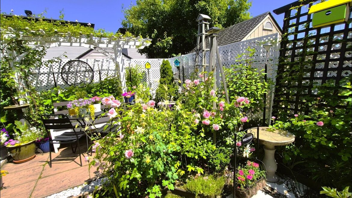 JULY TINY BACKYARD GARDEN TOUR | MORNING WALK AND TALK IN THE GARDEN | Rose, Peonies, Columbine JULY TINY BACKYARD GARDEN TOUR | MORNING WALK AND TALK IN THE GARDEN | Rose, Peonies, Columbine